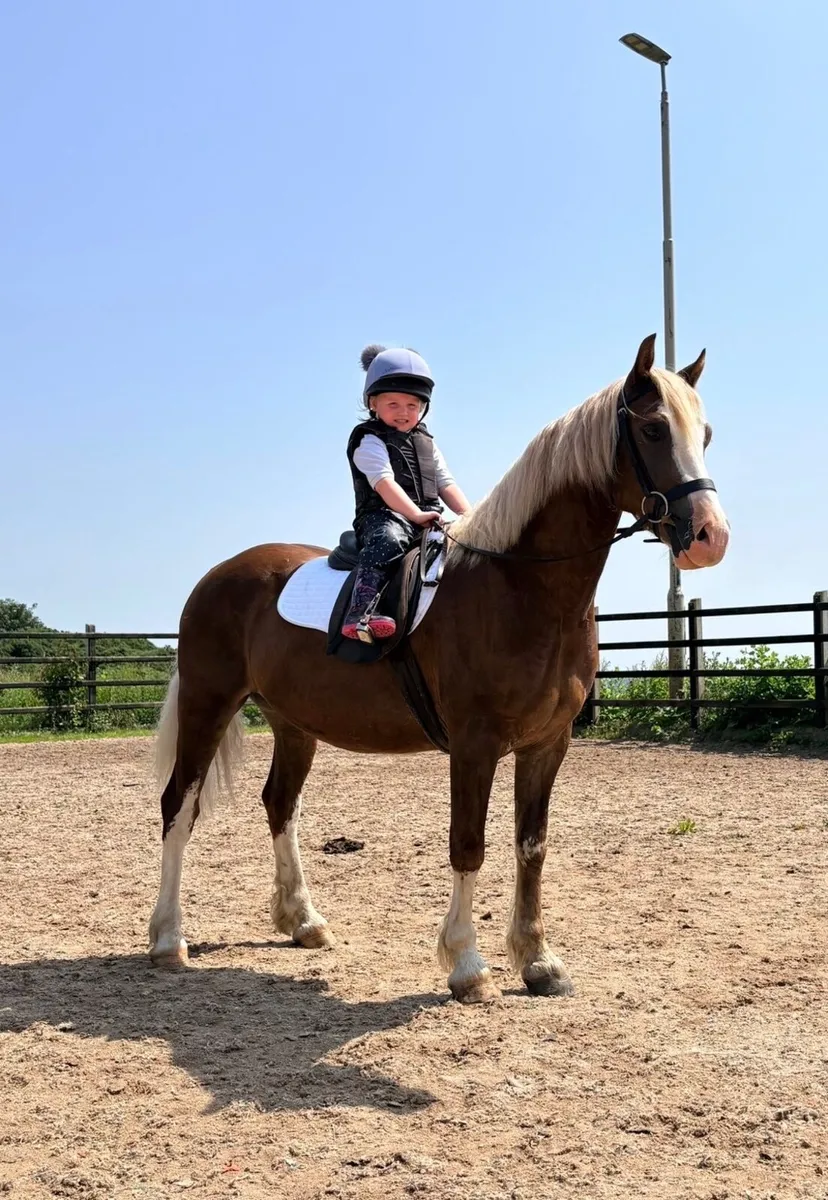 Welsh sec C allrounder/showing pony - Image 1