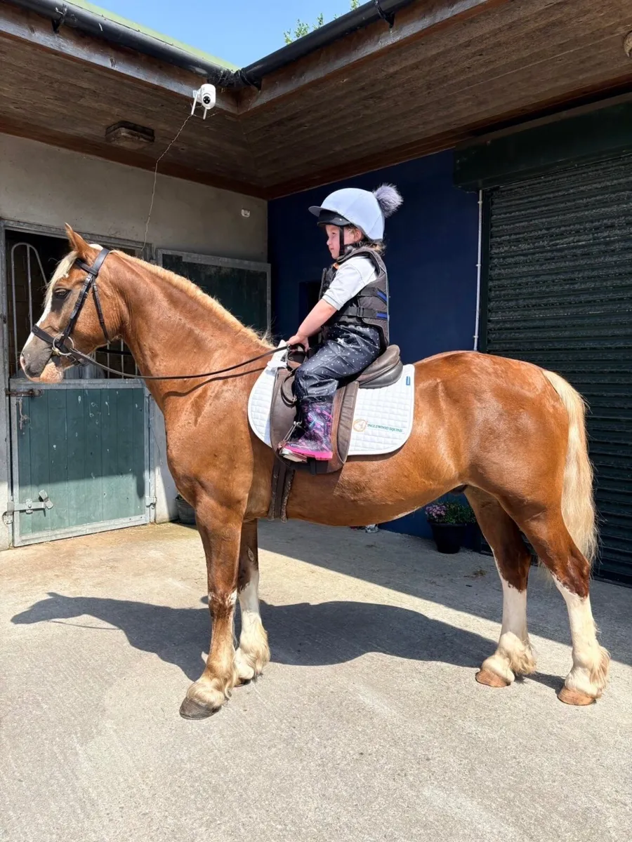 Welsh sec C allrounder/showing pony - Image 2
