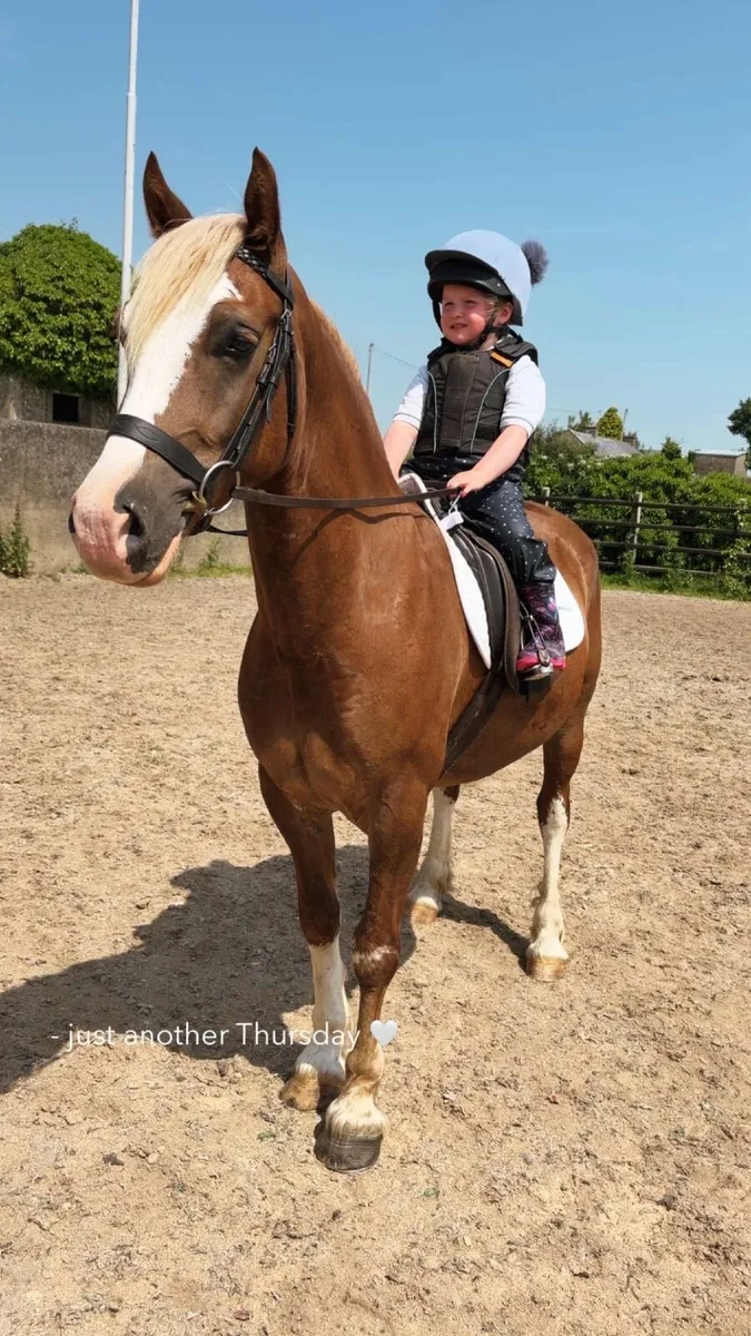 Welsh sec C allrounder/showing pony - Image 3