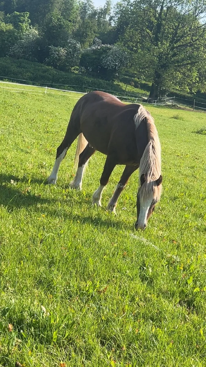 Welsh sec C allrounder/showing pony - Image 4