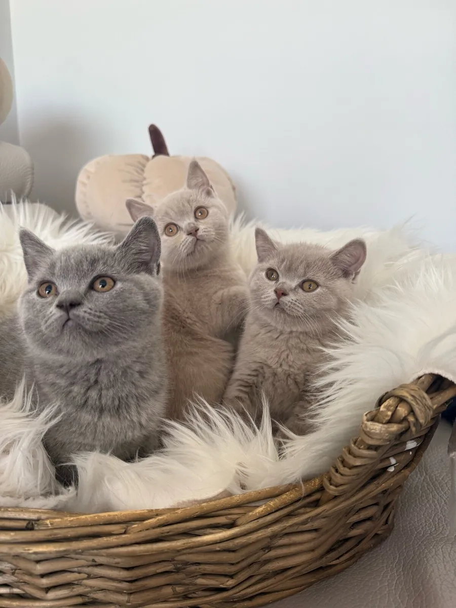 British Shorthair - Image 1