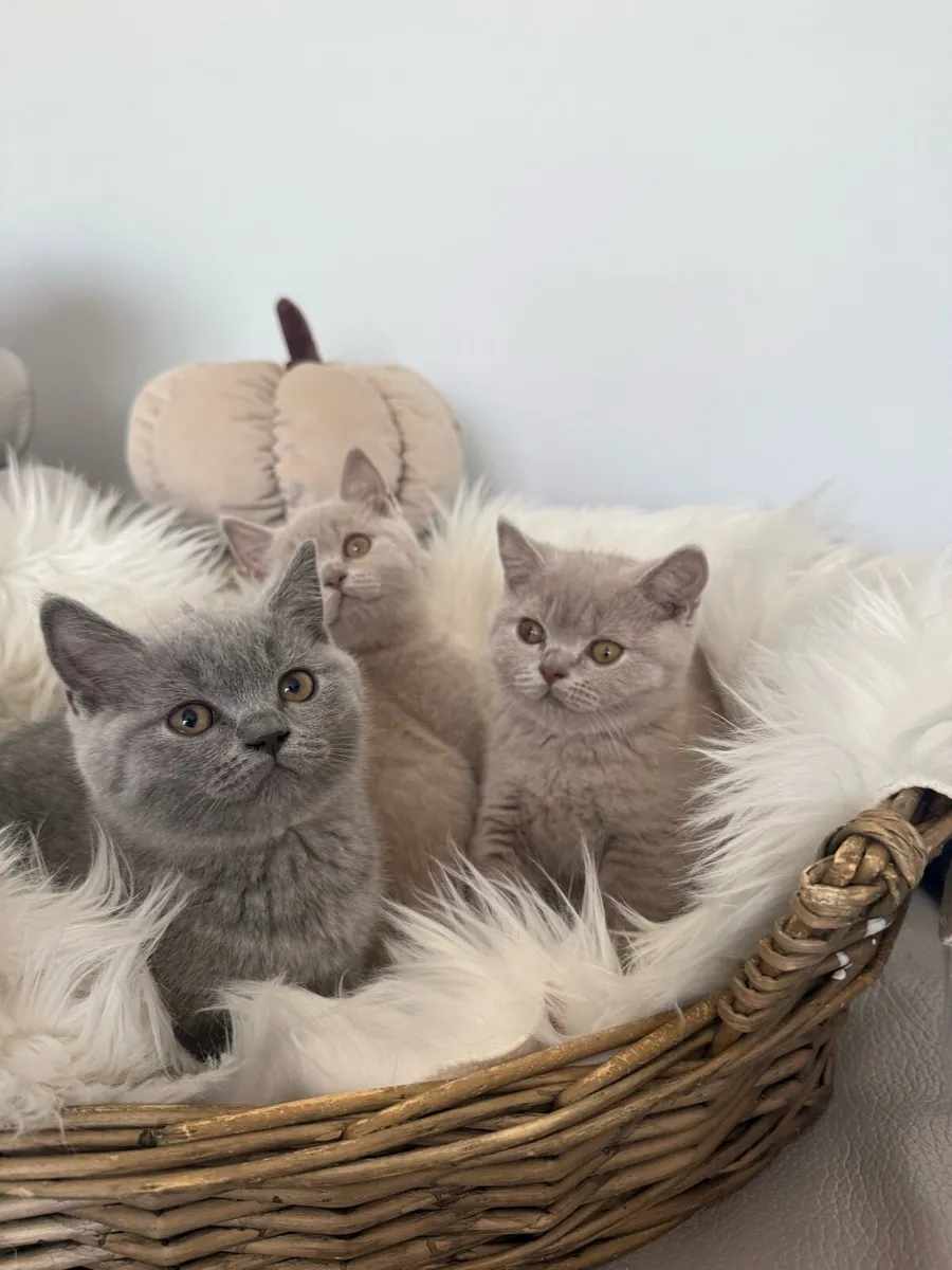 British Shorthair - Image 2