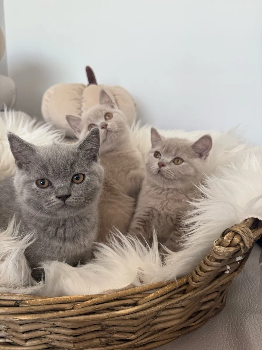 British Shorthair - Image 3