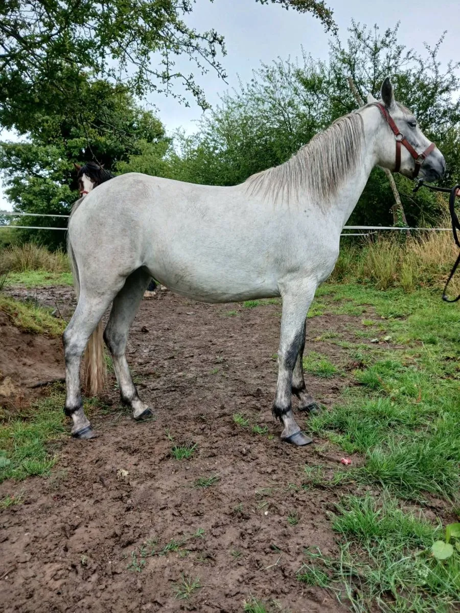Connemara filly - Image 1