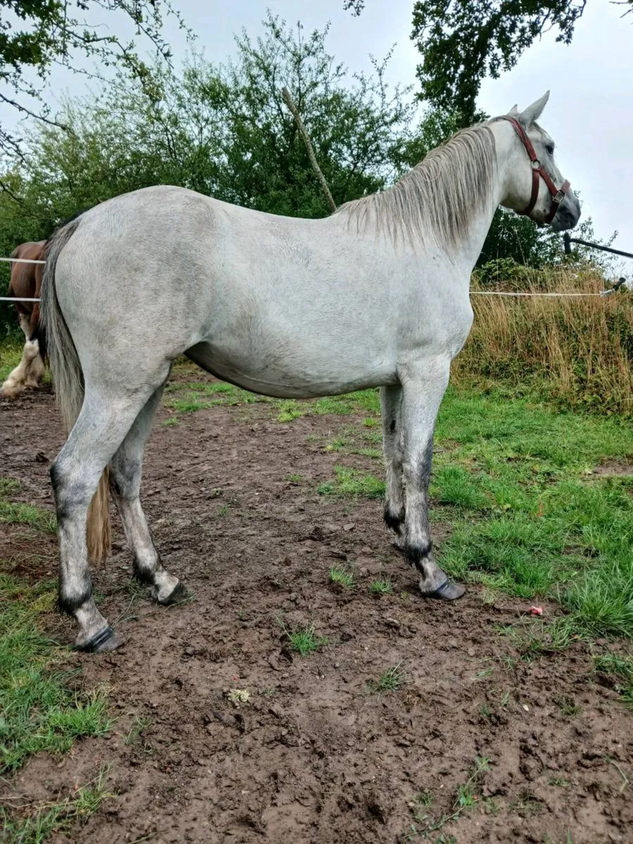 Connemara filly - Image 2