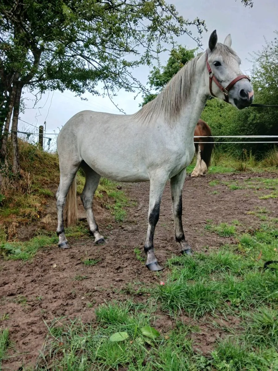 Connemara filly - Image 3