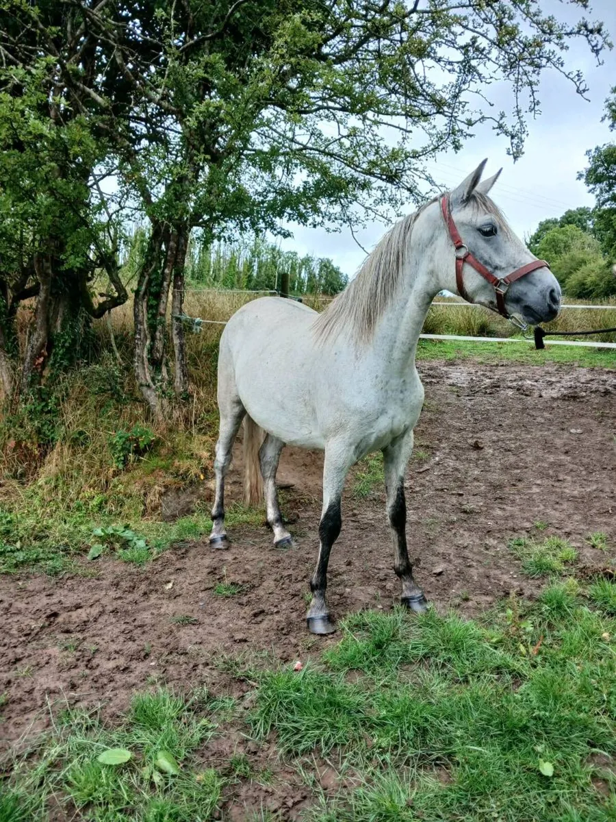 Connemara filly - Image 4
