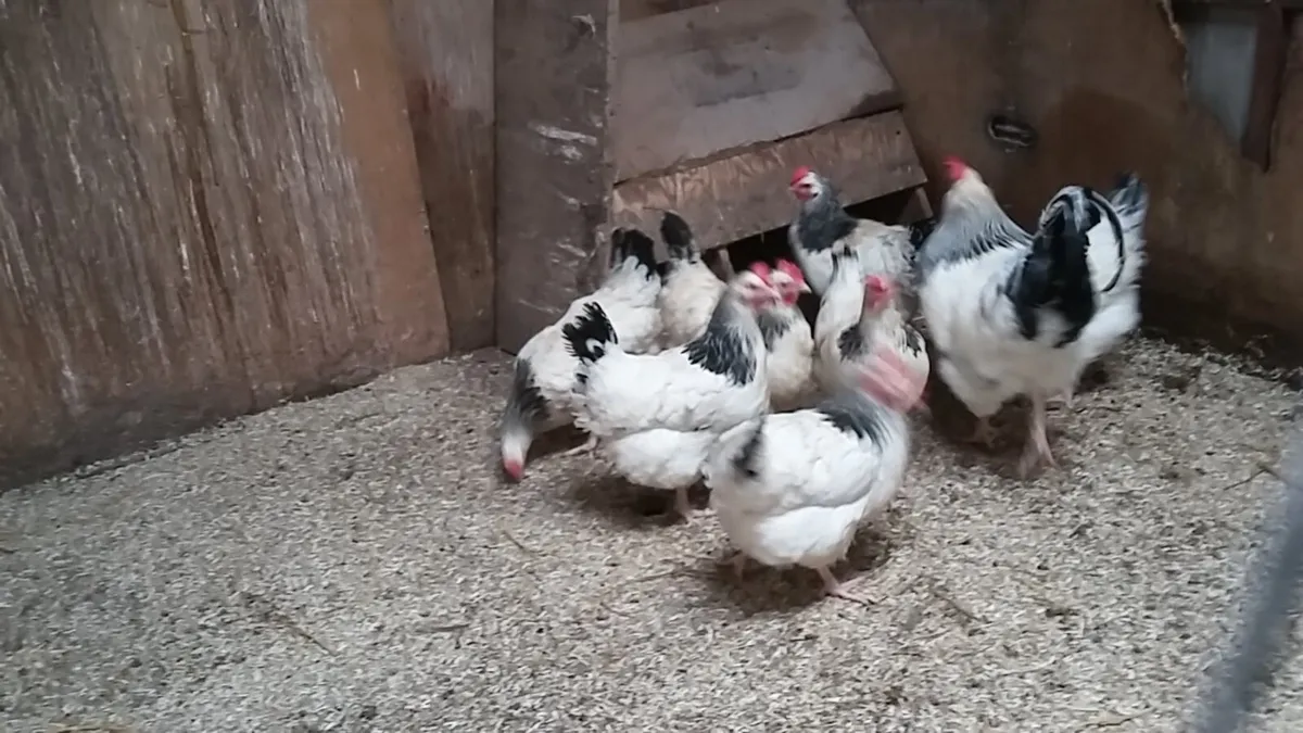 Hens, chicks, Ducklings, Fertile eggs every day in - Image 1
