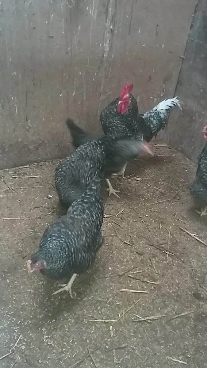 Hens, chicks, Ducklings, Fertile eggs every day in - Image 2
