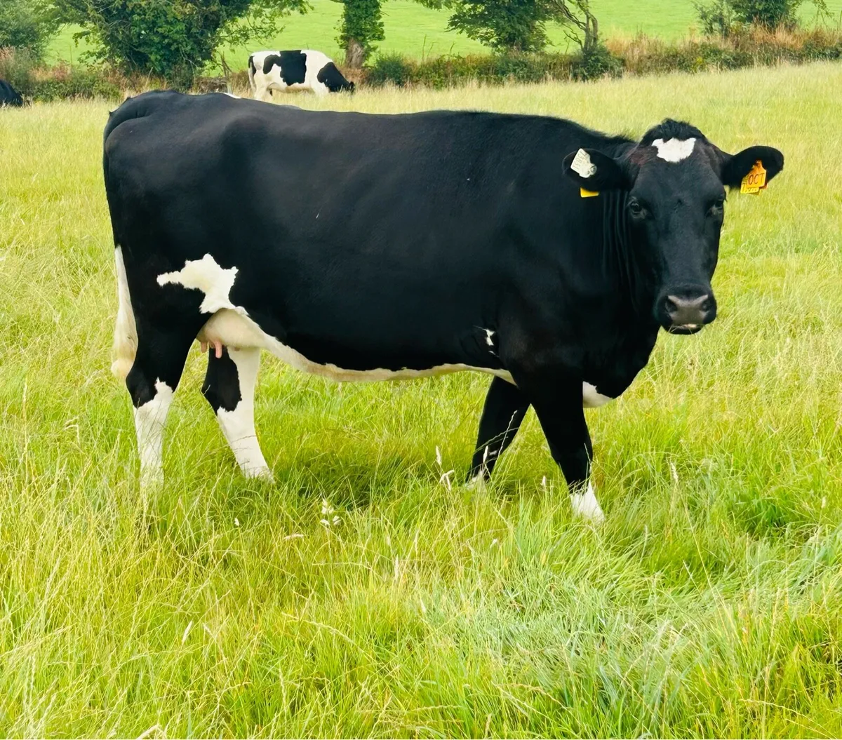 Autumn calving cows - Image 1