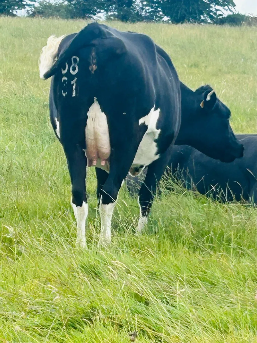 Autumn calving cows - Image 2