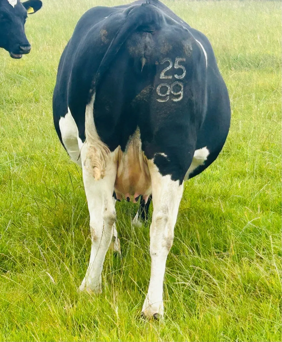 Autumn calving cows - Image 3