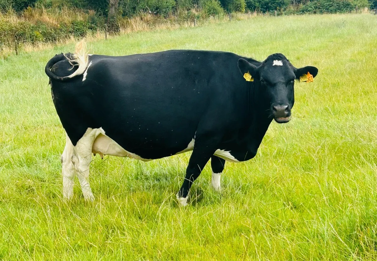 Autumn calving cows - Image 4