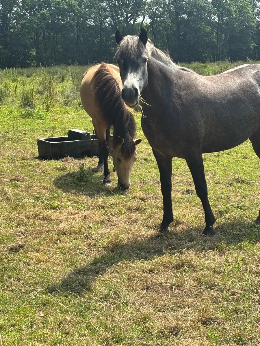 Steel Grey Connemara Pony - Image 2