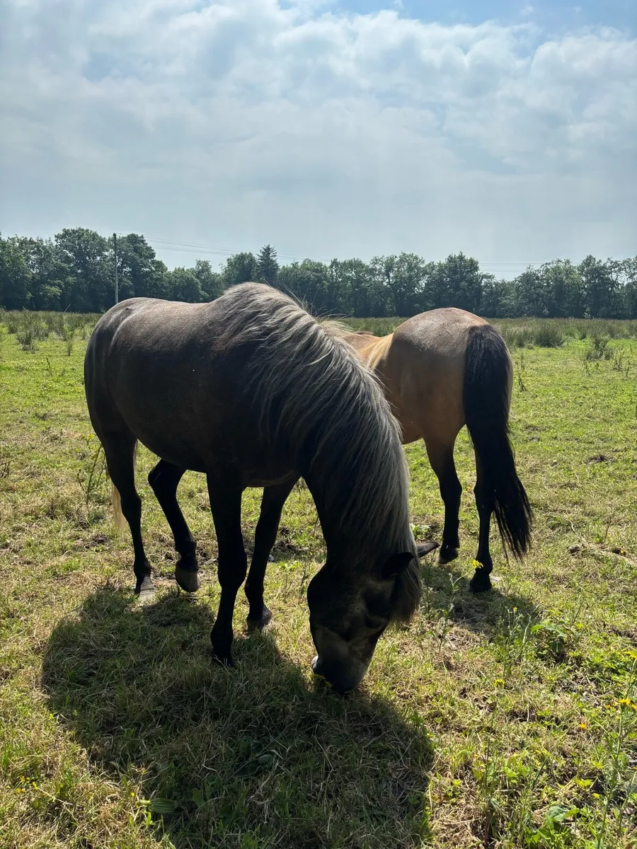 Steel Grey Connemara Pony - Image 1