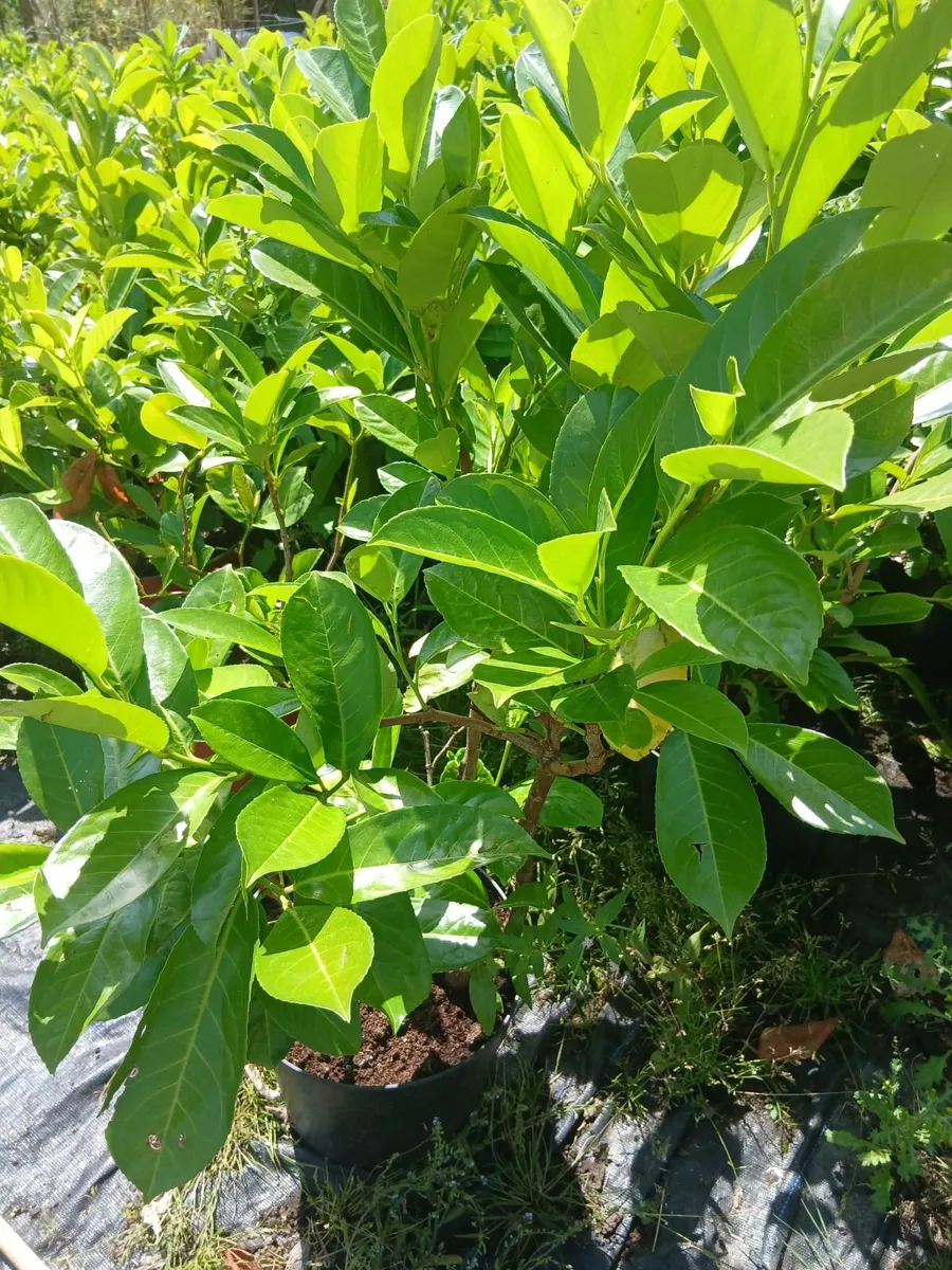 Instant Laurel Hedging €8 each - Image 4