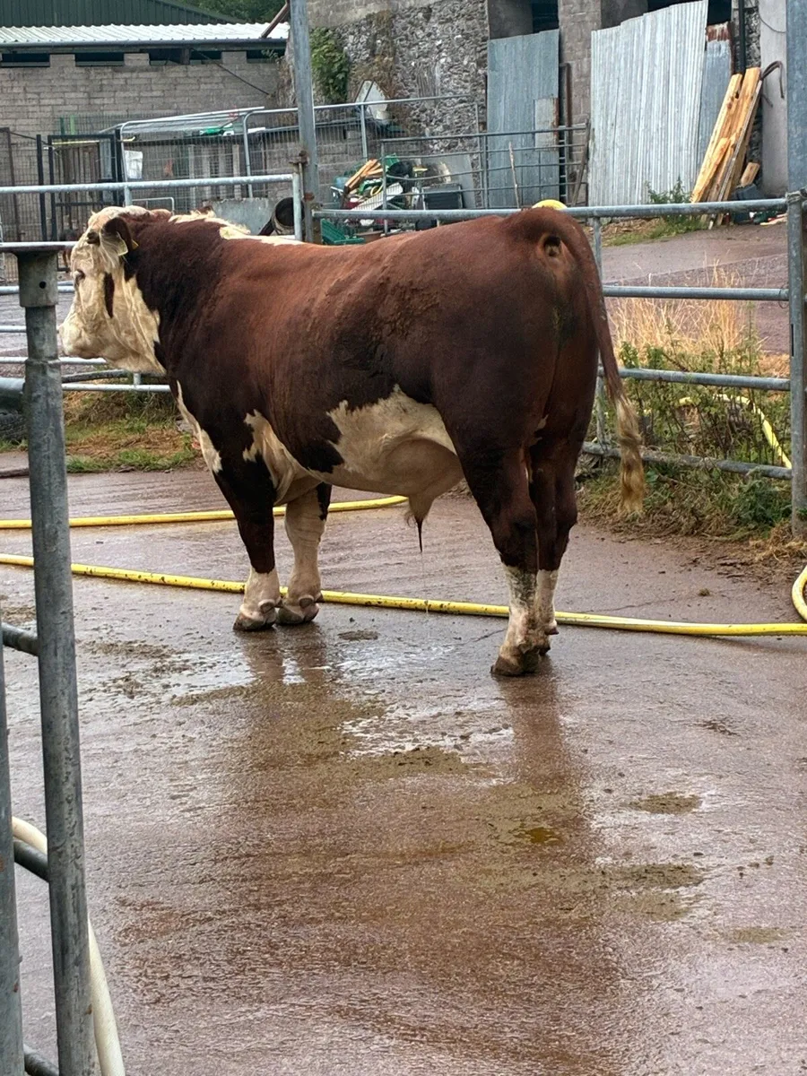 Hereford bull - Image 2