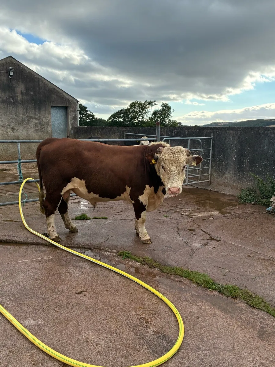 Hereford bull - Image 4