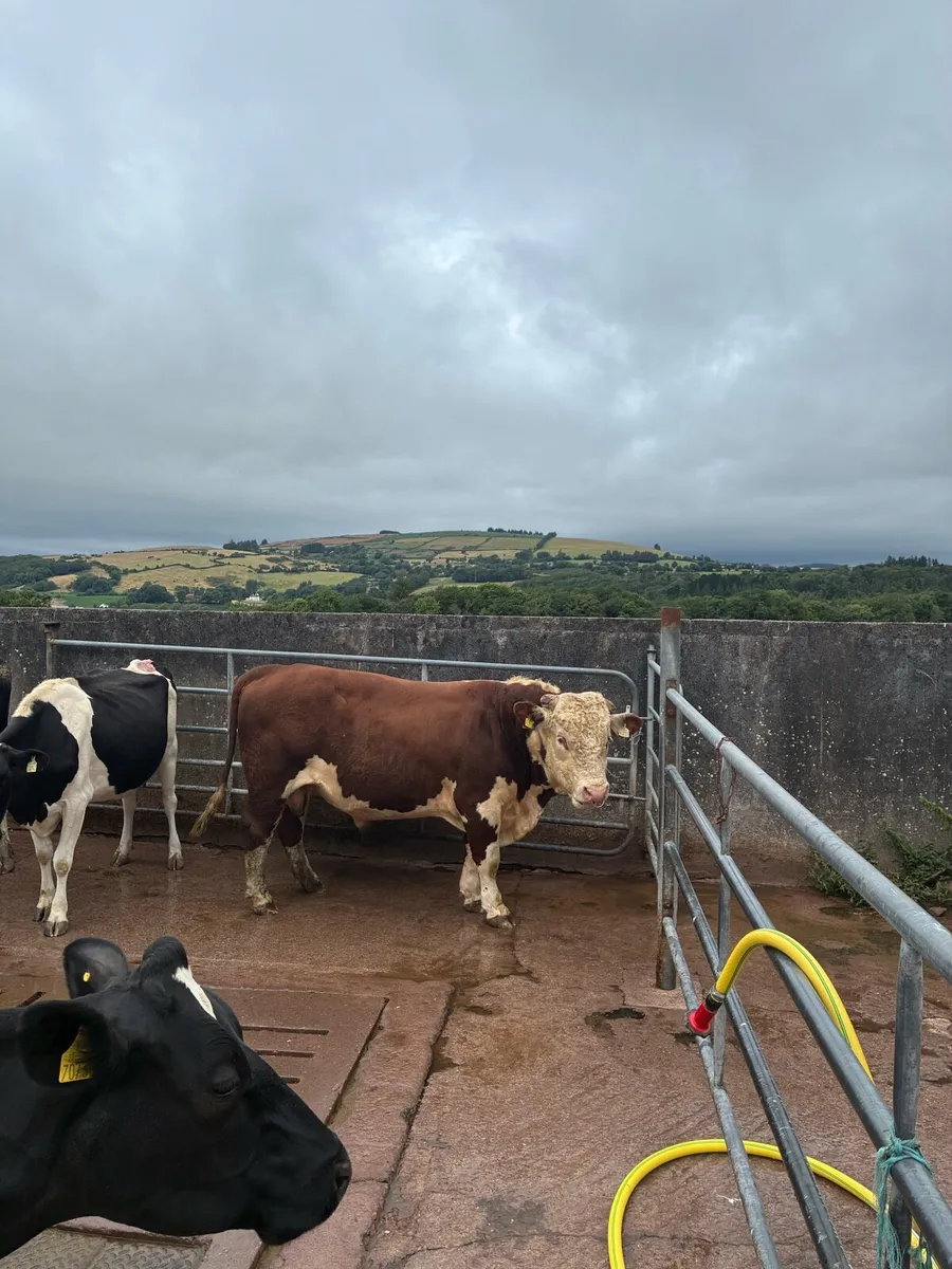 Hereford bull - Image 3