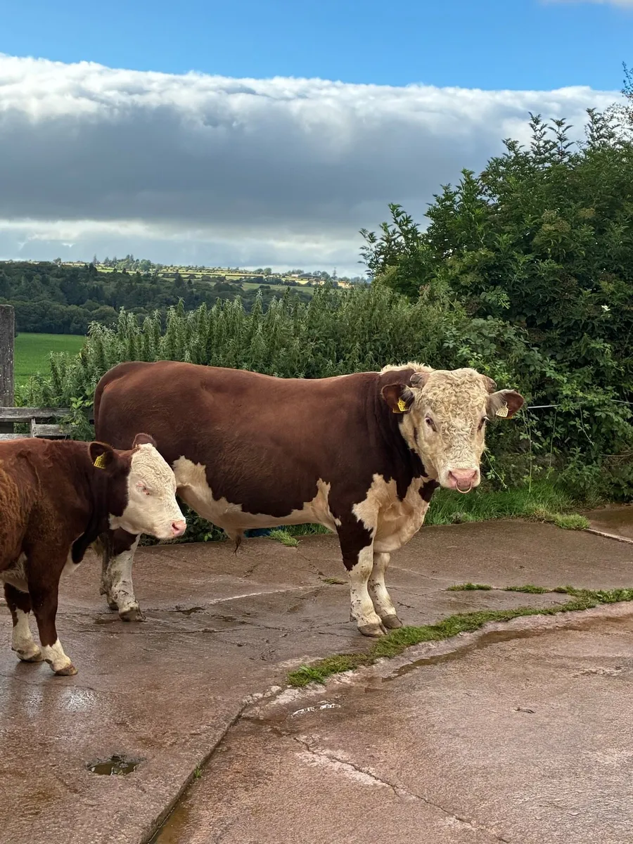 Hereford bull - Image 1