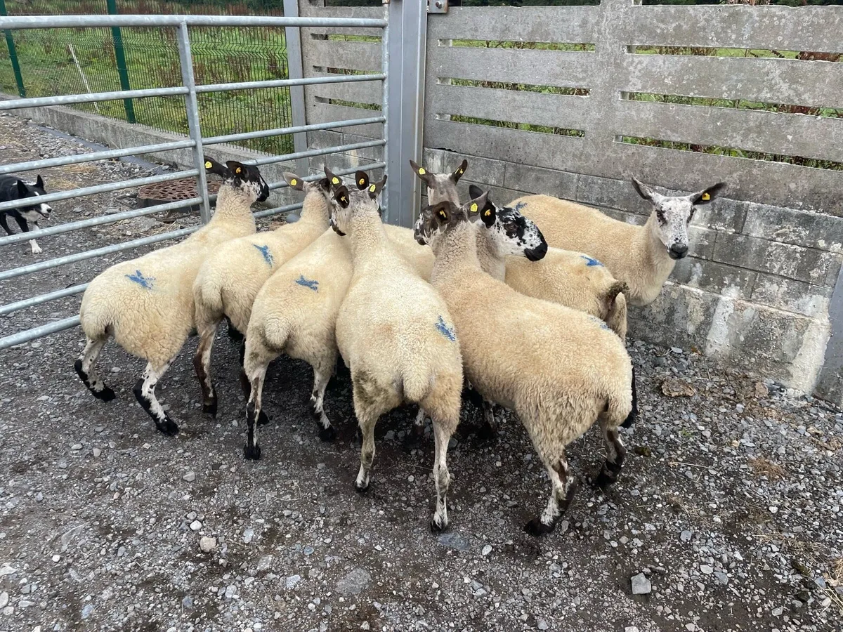 Mule ewe Hoggets - Image 2