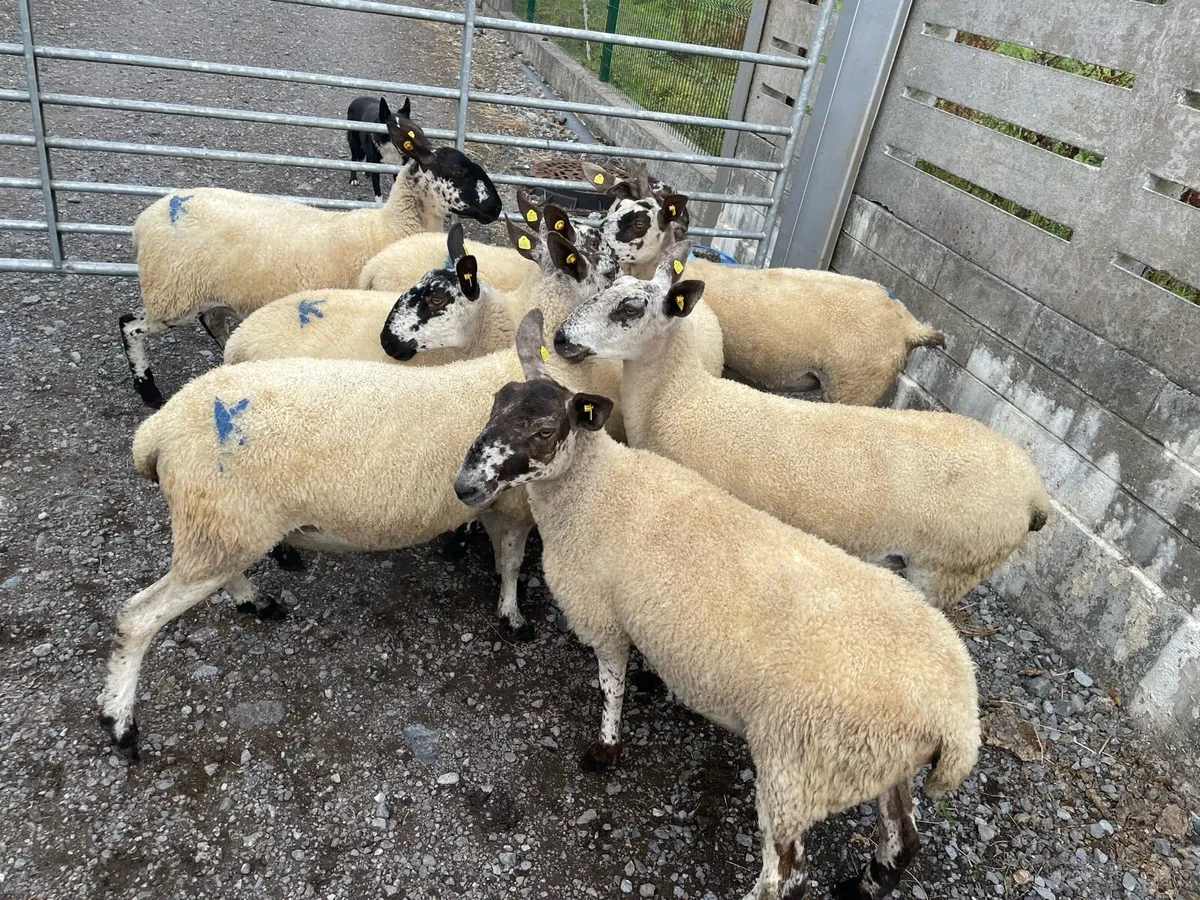 Mule ewe Hoggets - Image 3
