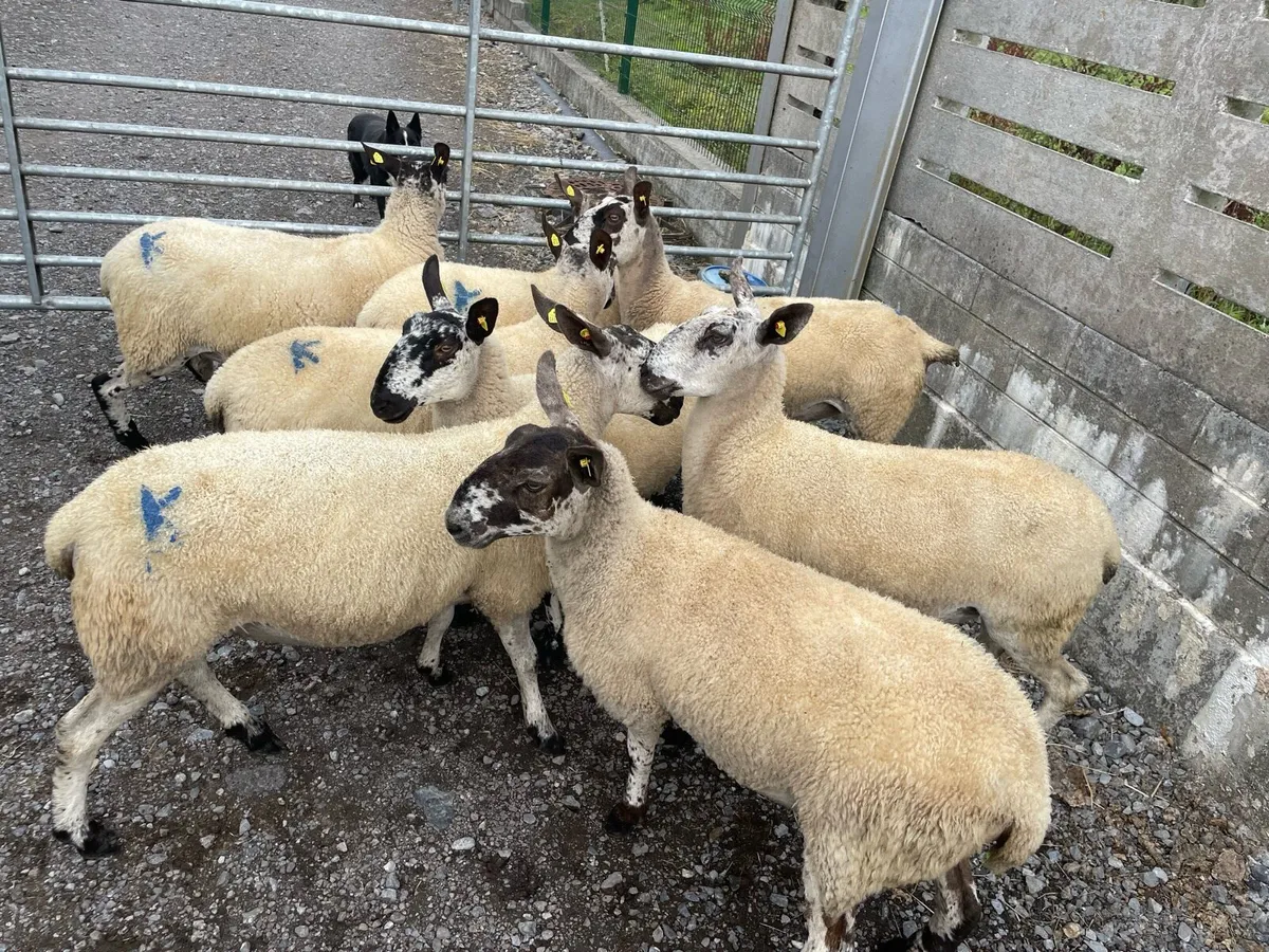 Mule ewe Hoggets - Image 4