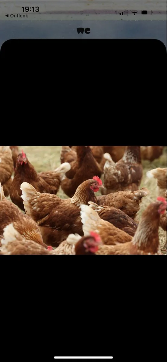 Laying Hens - Image 2