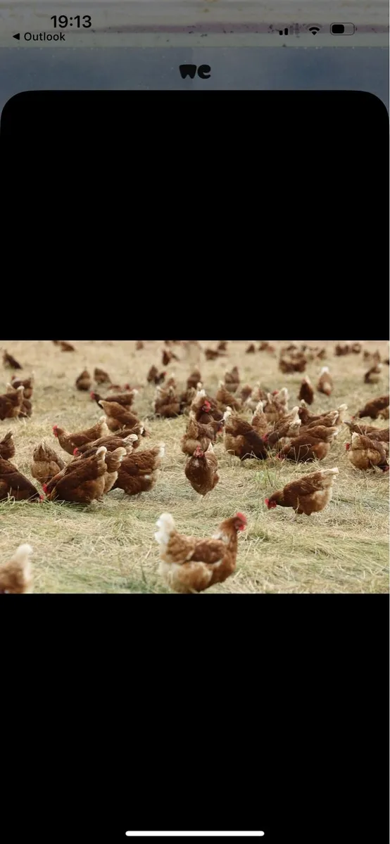 Laying Hens - Image 3