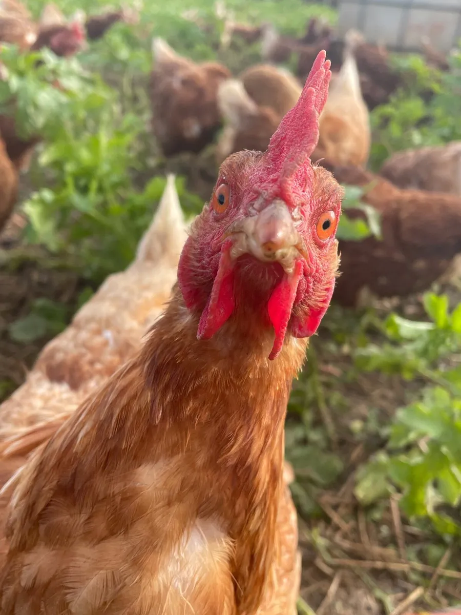 Laying Hens - Image 1