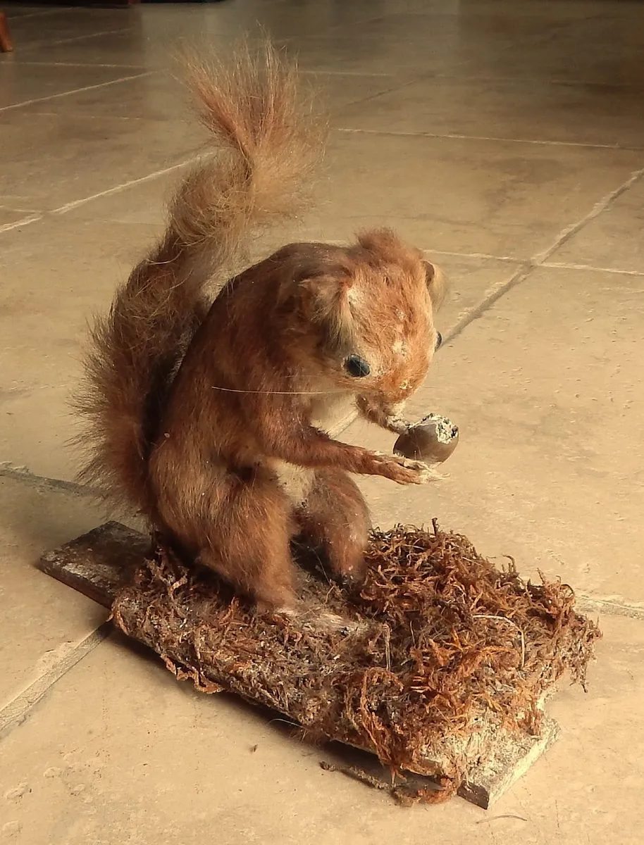 Vintage Taxidermy of Red Squirrell - Image 1