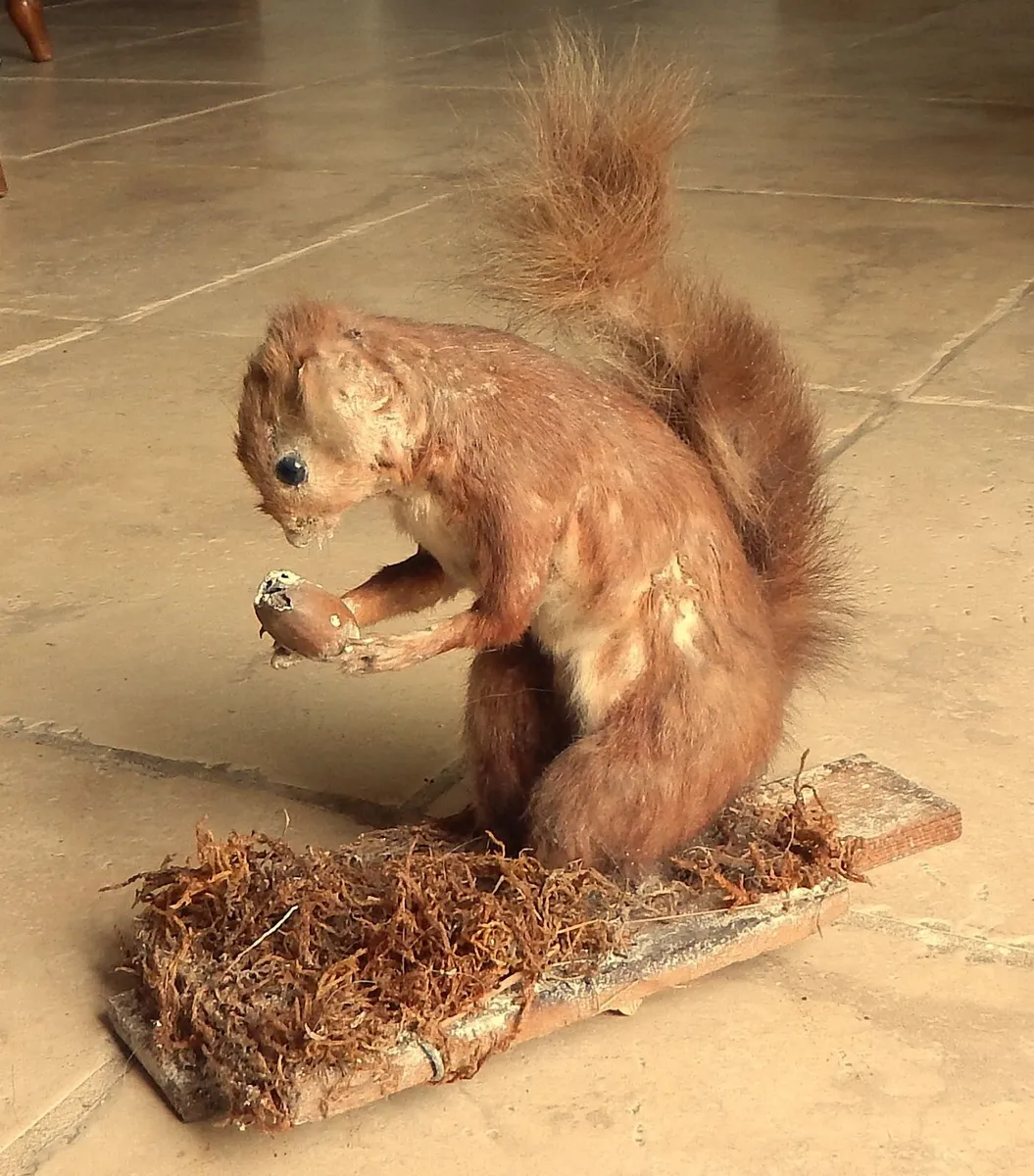Vintage Taxidermy of Red Squirrell - Image 3