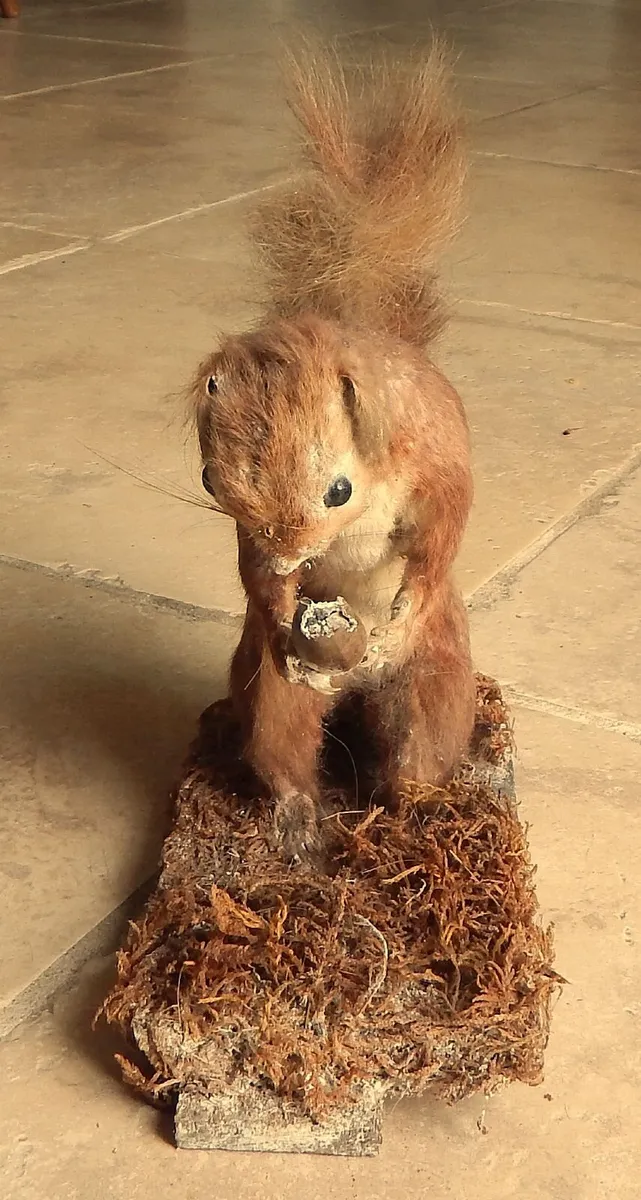 Vintage Taxidermy of Red Squirrell - Image 2