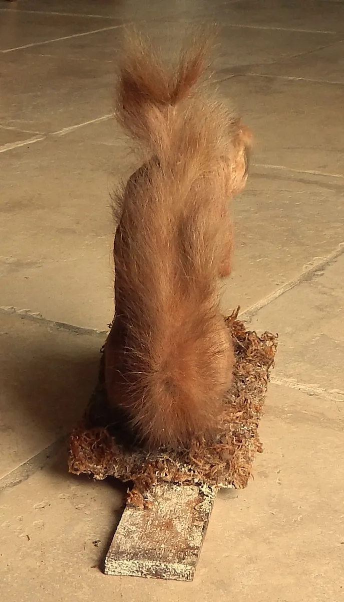 Vintage Taxidermy of Red Squirrell - Image 4