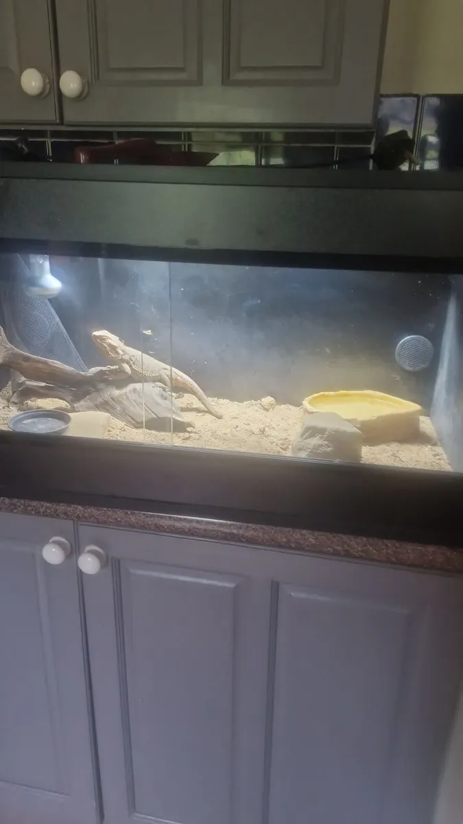 Bearded dragon with full set up - Image 3