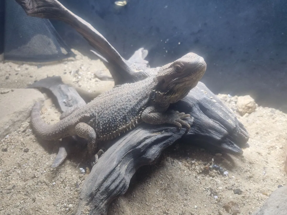 Bearded dragon with full set up - Image 2