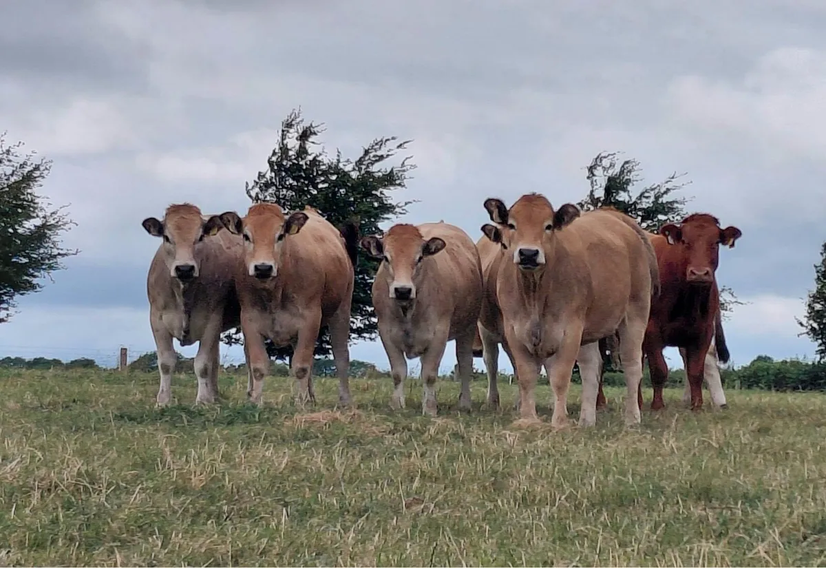 serious breeding heifers for sale - Image 3