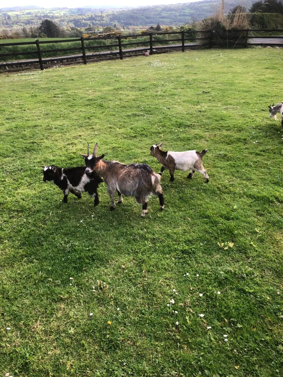 Pygmy Goat (Male) for Sale - Image 3