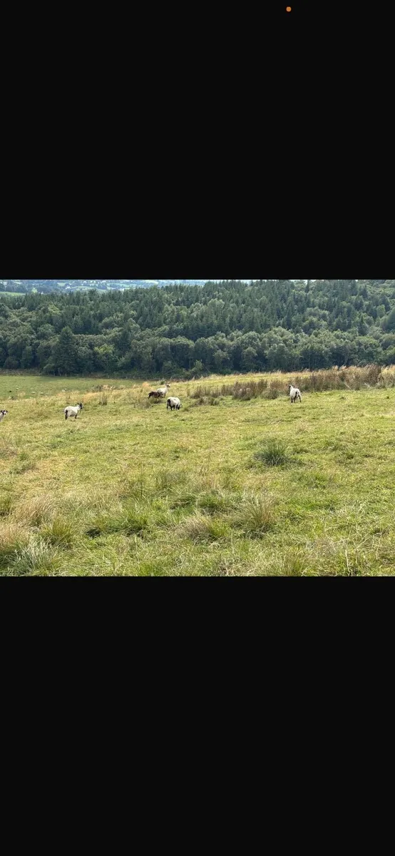50 Horned ewes - Image 2