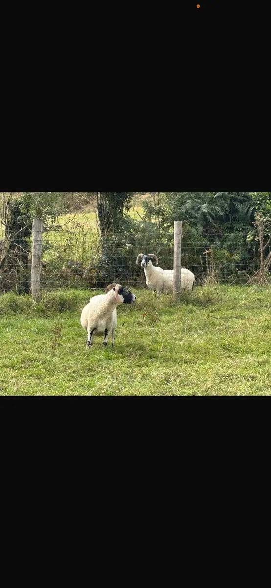 50 Horned ewes - Image 1
