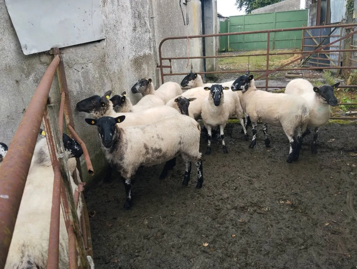 Sheep - Image 3