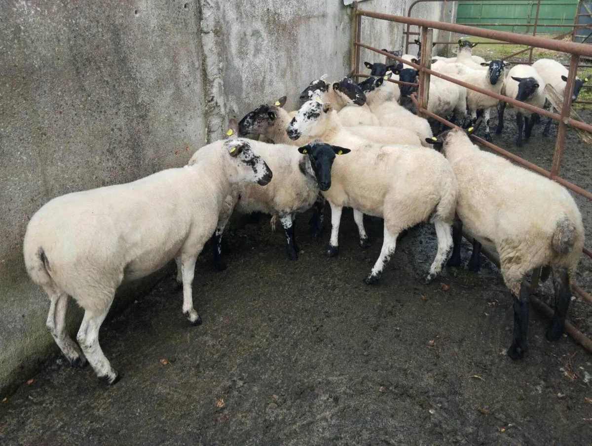 Sheep - Image 4
