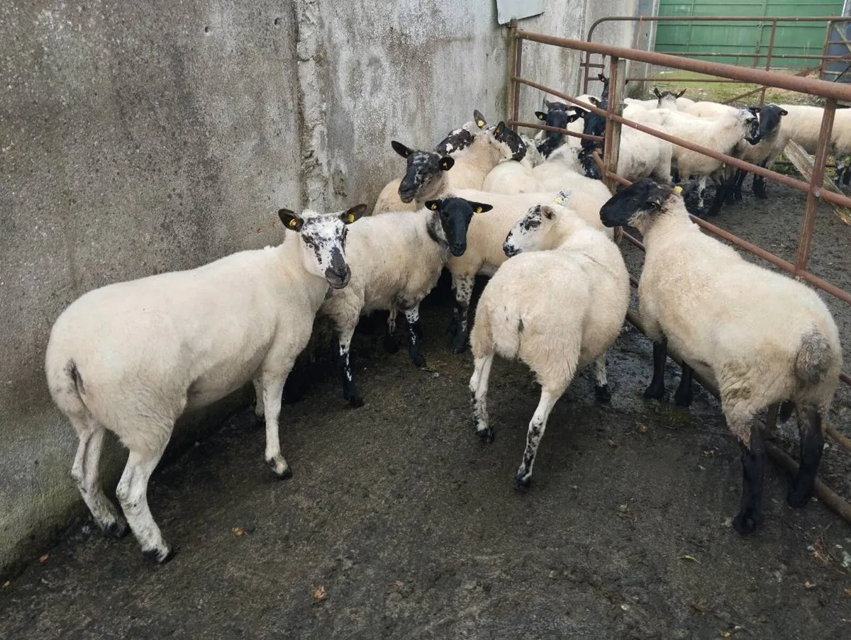 Sheep - Image 1