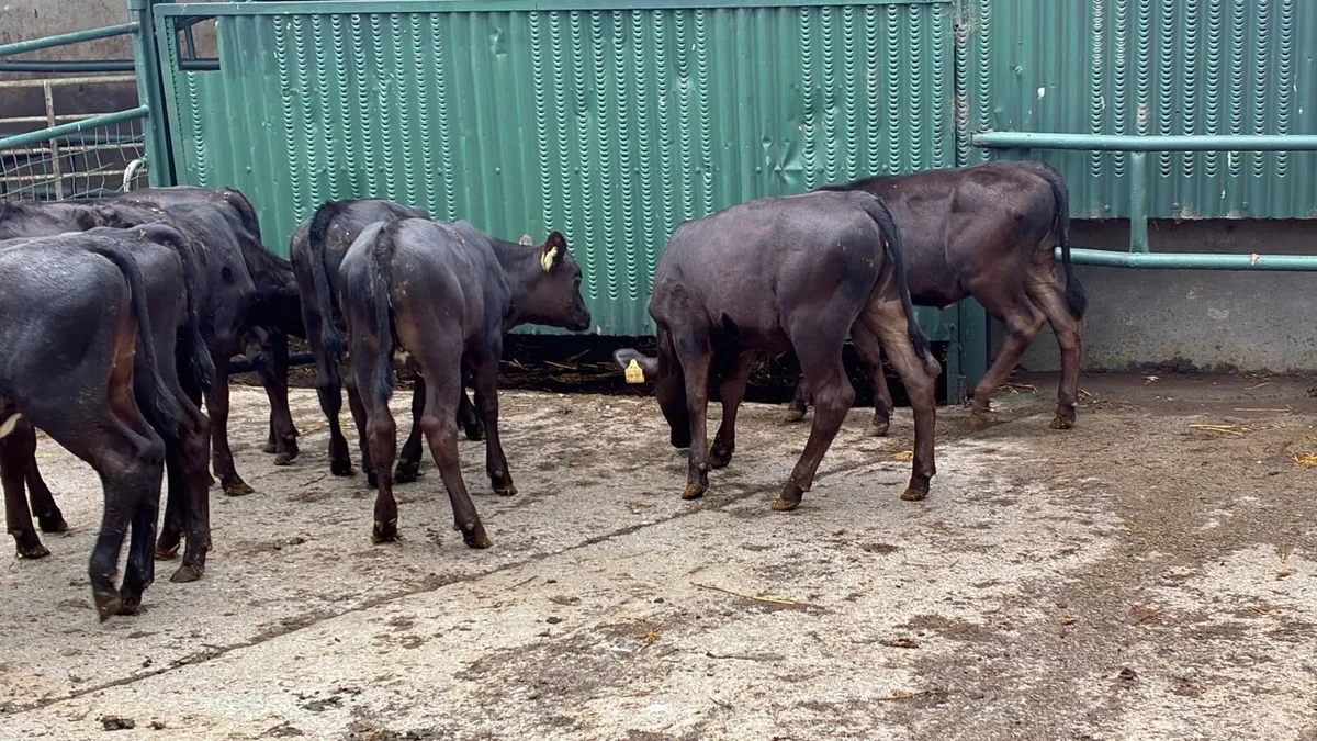 10 super weaned Angus heifers - Image 1