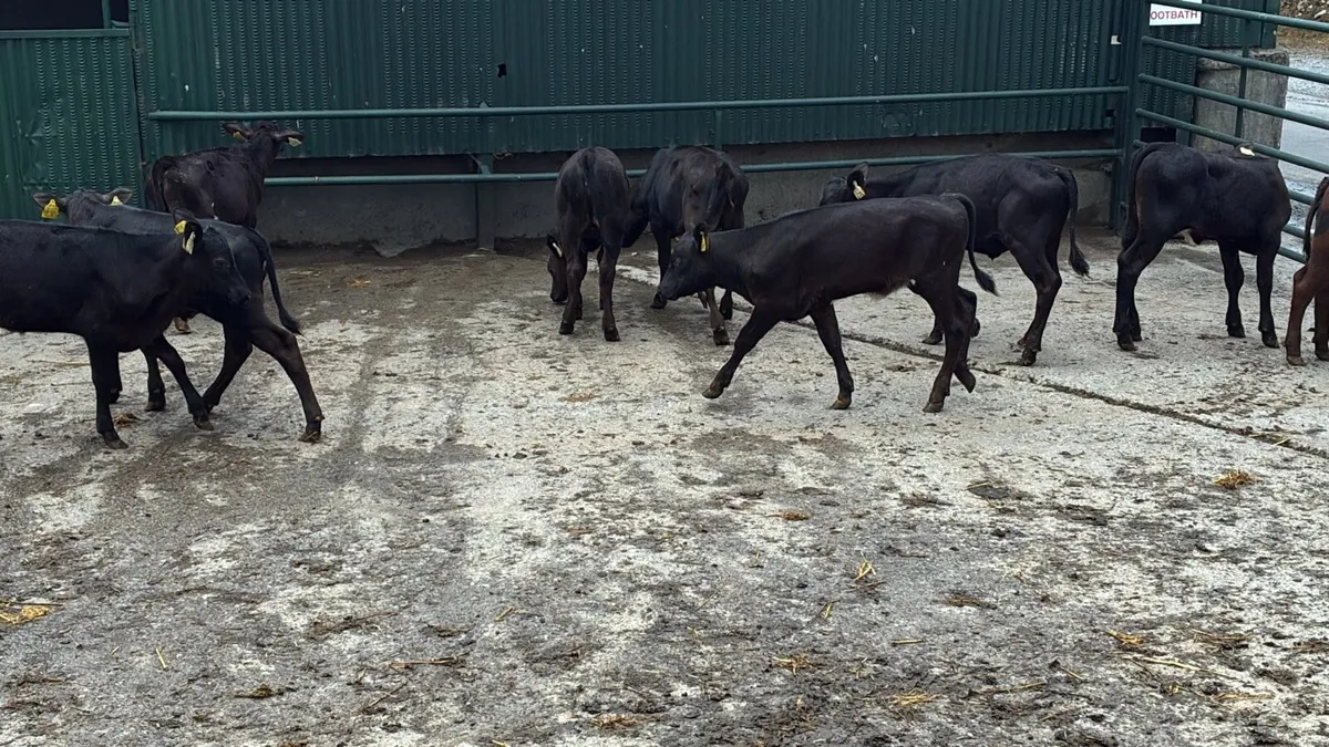 10 super weaned Angus heifers - Image 2