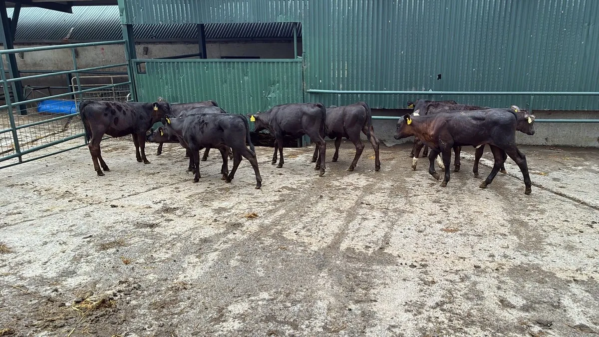 10 super weaned Angus heifers - Image 3
