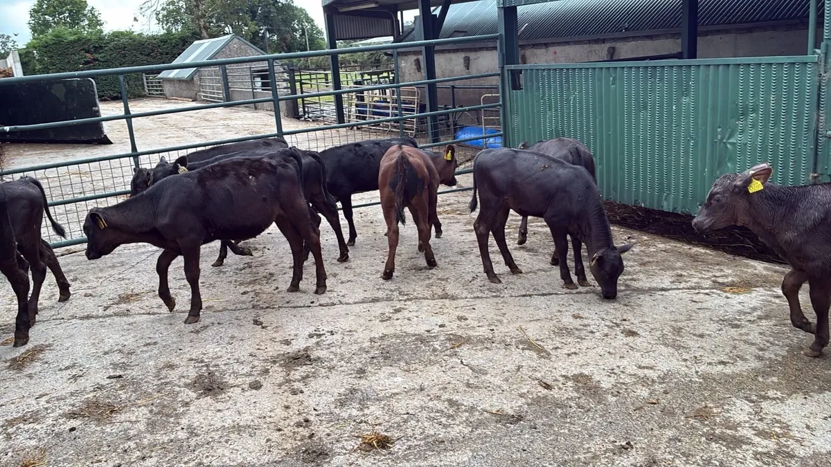 10 super weaned Angus heifers - Image 4