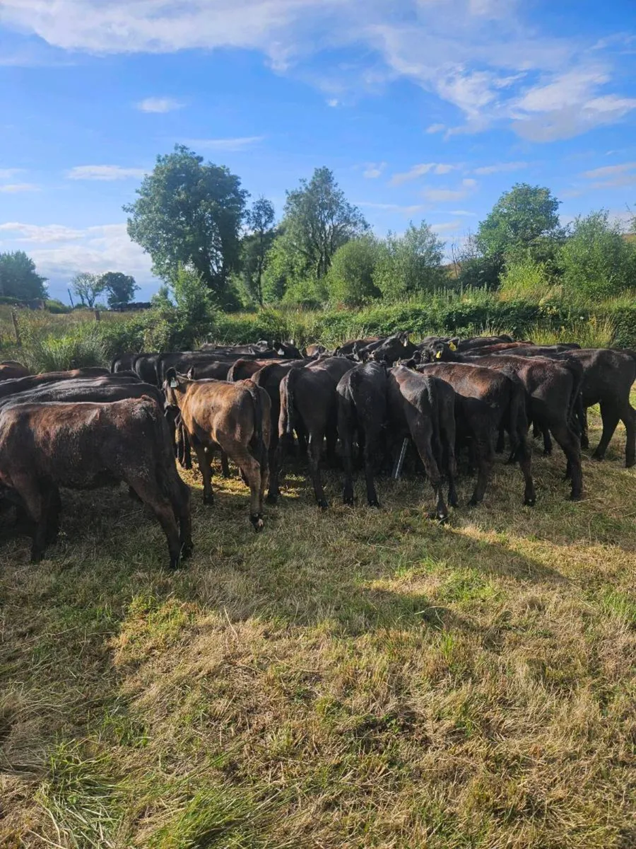 Angus weanling heifers - Image 1