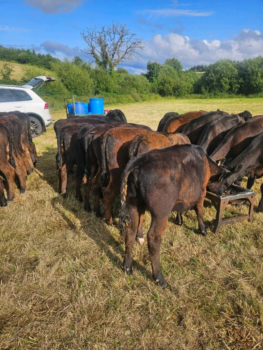 Angus weanling heifers - Image 2