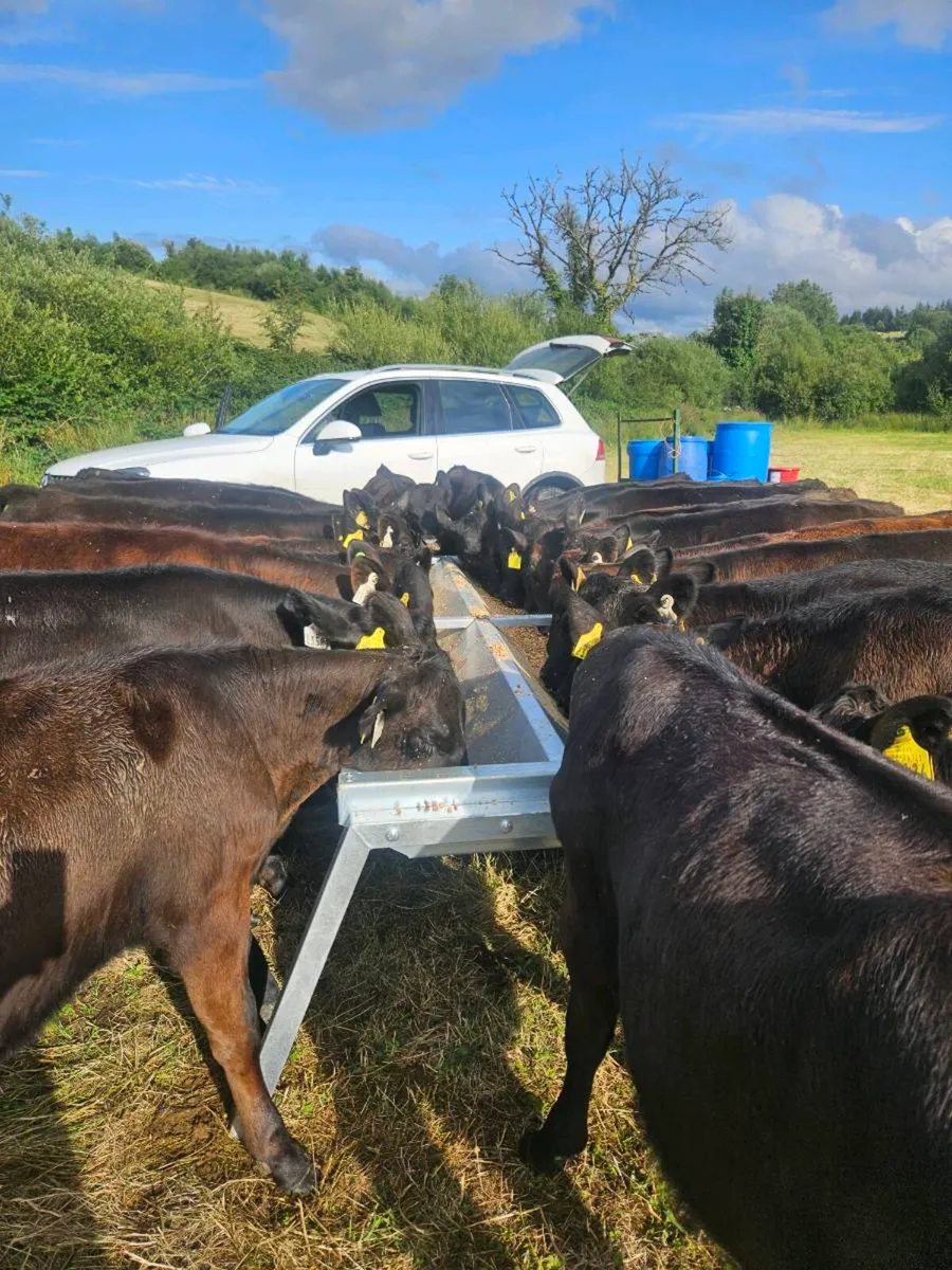 Angus weanling heifers - Image 3